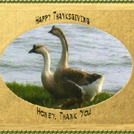 GEESE eGreeting Card