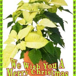 WISH eGreeting Poster