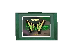 TRANSFORM eGreeting Card, INSPIRATIONS COLLECTION, Lifetime Downloads All Occasions $1.00 eGreeting Cards & Posters, Next Generations, ages 7 to 25, Funds Better Education Tuition & Scholarships, Quality Healthcare (Out of Pocket) Cost, + ONE Dream Come True, Shares ½ (.50) with other nonprofits, Memorable Gifts Email Print Custom Frame Frame